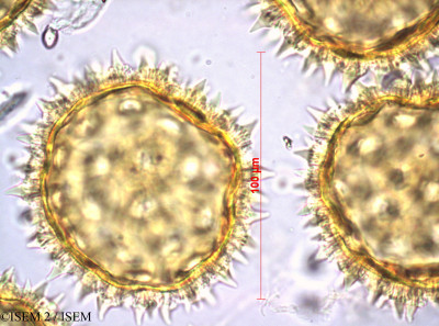 ISEM 2/Rivea_oenotheroides_35843/Rivea_oenotheroides_35843_0001(copy)_thumb.jpg